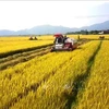 Economía agrícola afirma el rol de soporte fundamental en Vietnam