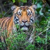 Vietnam se esfuerza por promover la conservación del tigre