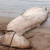 Detectan cadáver de ballena de más de 10 toneladas varado en playa vietnamita