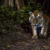WWF: Los tigres podrían desaparecer en Laos