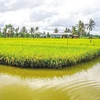 Vietnam dedicará 200 mil hectáreas para cultivo de camarón-arroz en 2022
