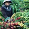 Exportan más de mil 600 productos agrícolas y alimentos de Vietnam a China 
