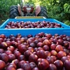 Australia exportará duraznos y nectarinas a Vietnam