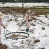 Limpian más de 25 mil hectáreas de terreno contaminado con bombas en Quang Tri