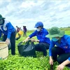 Mes de la Juventud 2022: unidos para construir nueva zona rurales en Vietnam
