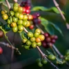 Vietnam mejora calidad del café para expandir exportaciones a Europa