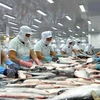 Aumentan exportaciones de pescado Tra vietnamita a Europa