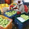 Buen ritmo para exportaciones de mango de Vietnam