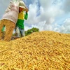 Vietnam por establecer espacio para desarrollar economía agrícola