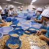 Exportaciones de anacardos de Vietnam reducen en primer trimestre de 2022