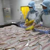 Aumentan exportaciones de pescado tra de Vietnam 