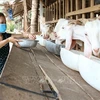 Provincia vietnamita de Ben Tre se adapta al cambio climático