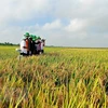 Convertirán provincia vietnamita de An Giang en centro de procesamiento de alimentos 