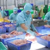 Exportaciones de productos acuícolas vietnamitas aumentan casi 44 por ciento 