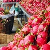 Promueven exportación de pitahaya vietnamita a Australia y Nueva Zelanda