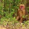 Conservan monos macacos raros en el Parque Nacional de Ben En