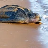  Camboya preserva tortugas en la lista de especies en peligro de extinción