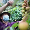 Grupo tailandés Central Retail inicia distribución de lichi vietnamita