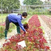 Hanoi construye áreas seguras de producción agrícola