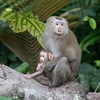 Recibe Parque Nacional en Vietnam animal en peligro de extinción 