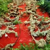 Promueven cultivo de ginseng vietnamita en provincia de Quang Nam