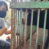Trasladan oso malayo al centro de rescate en provincia de Binh Phuoc