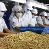 Sector de anacardo vietnamita enfrenta desafíos en 2022
