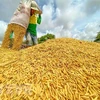 Lanzan iniciativa para proteger sistemas de alimentos en grandes deltas de Asia