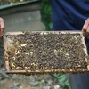 Centro vietnamita aplica alta tecnología en crianza de abejas