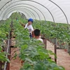 Hanoi recurre a una producción agrícola verde y eficaz