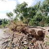 Provincia vietnamita refuerza medidas ante la erosión