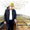 Vietnam planea cultivar 200 mil hectáreas de ginseng para 2030