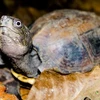 Liberan 70 tortugas al hábitat natural en Vietnam