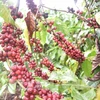 Debatirán oportunidades para exportaciones de café vietnamita a África