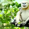 Trabajan por conservación sostenible de los primates endémicos de Vietnam