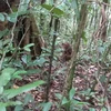 Liberan en Vietnam a pangolín malayo a hábitat natural