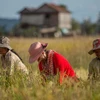 Ventas de Camboya a los países del acuerdo RCEP registran aumento en el primer semestre