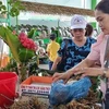 Organizan en provincia vietnamita de Quang Nam Festival del Gingseng Ngoc Linh