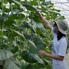 Promueven desarrollo de agricultura orgánica en provincia vietnamita