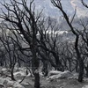 Vietnam expresa condolencias a Argelia por graves incendios forestales