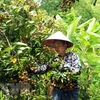 Provincia vietnamita de Son La busca mercados para el longan 