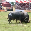Celebran Festival de Lucha de Búfalos en ciudad vietnamita de Hai Phong