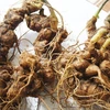 Ginseng Ngoc Linh, un tesoro nacional de Vietnam