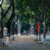 Árbol de dracontomelon, especialidad de Hanoi