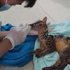 Rescatan en provincia vietnamita animales en peligro de extinción 