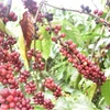 UKVFTA apoya expansión de sector cafetero vietnamita en mercado de Reino Unido