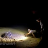 Tortugas marinas en playa de Con Dao reciben asistencia de orgullosas “parteras”
