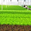 Hanoi: Productos agrícolas de alta tecnología alcanzarán 70 por ciento en 2025