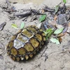 Descubren especie de tortuga grabada en provincia vietnamita de Khanh Hoa