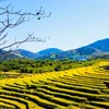 Festival de temporada dorada en provincia vietnamita deleitará a visitantes